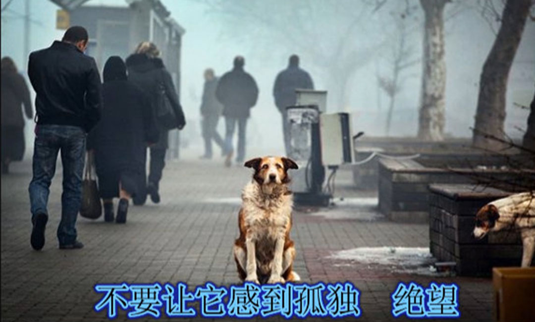 沧州沧州爱影圈微博微信转发案例